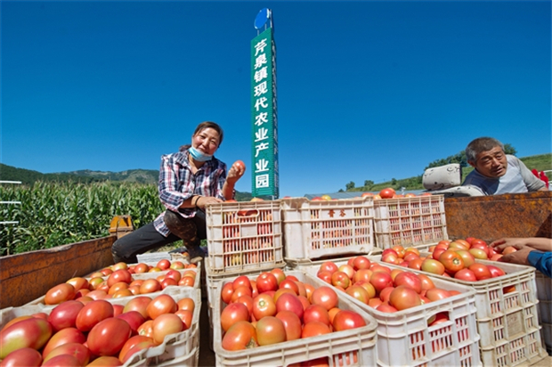 左权县芹泉镇下庄村种植户采摘的西红柿装车发售