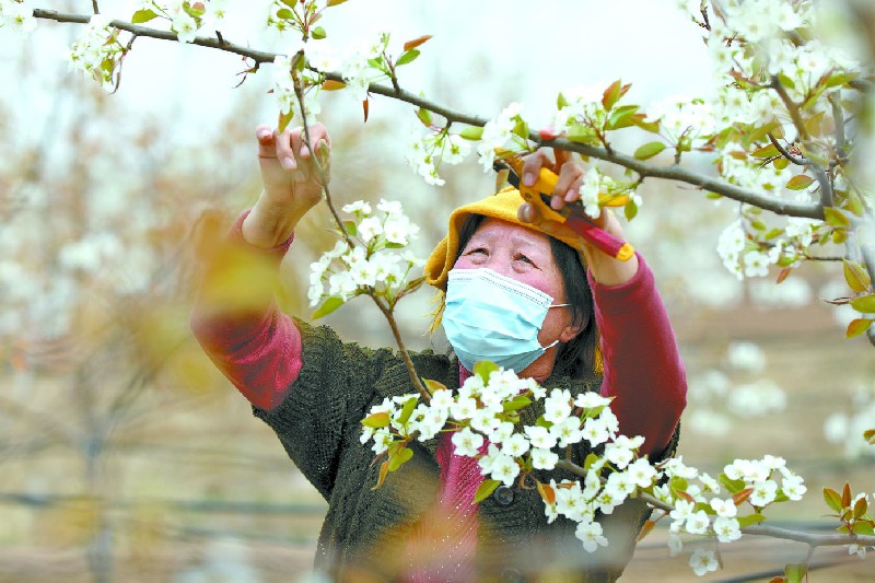 寿阳县西洛镇白道村玉露香梨园的梨农正在忙着对梨树进行疏花作业