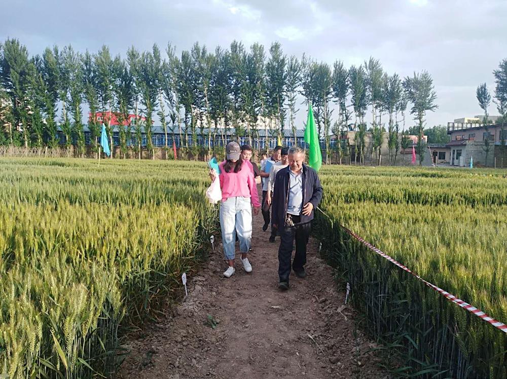 全国农业技术推广中心委托江苏省农科院专家对介休市种子管理站承担的小麦试验进行田间考察