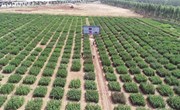 晋中国家农高区积极推进稼祺藜麦种质创新与分子育种研究