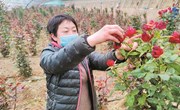 晋中国家农高区大力发展特色产业推动传统农业转型