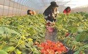 草莓红了采摘忙 乡村振兴产业旺