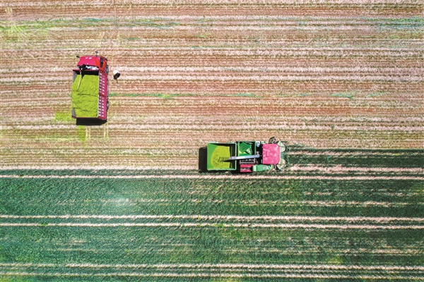 平遥中孚农业科技有限公司技术人员在收割燕麦