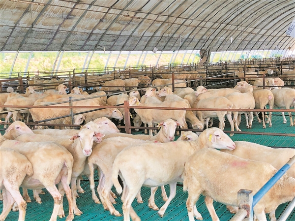 榆社县“十四只绵羊新兴农牧业产业园”项目，入选山西省12个农业重点标杆项目