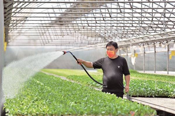 榆次区西胡乔村蔬菜专业育苗基地的工人在大棚内给蔬菜苗喷水