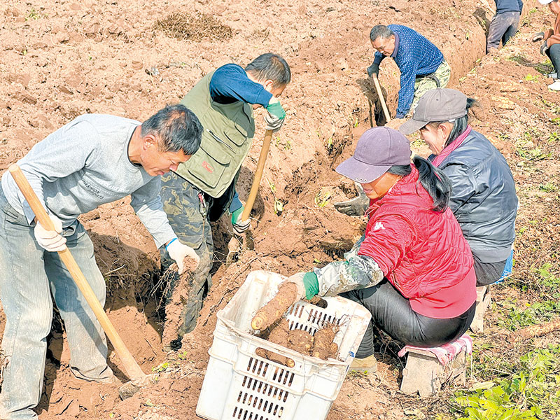 村民在岳北村长山药种植示范基地挖收长山药