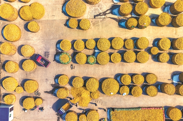 昔阳县赵壁乡梭罗峪村的粮农正在售卖去年秋天收获的玉米