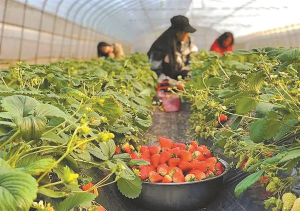 草莓红了采摘忙 乡村振兴产业旺